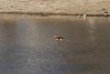 Egyptian Goose