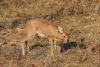 Female Lechwe