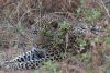 A different leopard hiding under a bush
