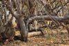 A playful troop of Baboons