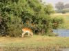 Lechwe
