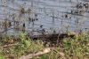 African Pied Wagtail