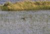 African Jacana
