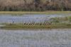 White-faced Whistling ducks