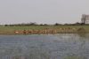 Herd of male Lechwes...nice horns!!