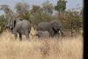 A herd of 50+ elephants coming out of the forest on their way to the river