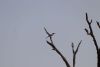 Hornbill