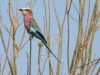 Lilac-breasted roller