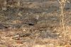Red-crested Bustard