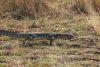 Monitor Lizard