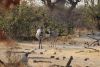 Pregnant zebra
