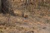 Slender Mongoose