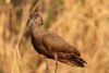 Beautiful Hamerkop
