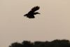 Nice silhouette