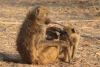 More playful baboons