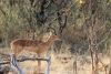 Impalas