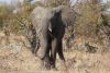 Look at those broken tusks!!