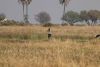 Saddle-billed Stork