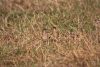 Collared Pratincole