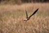 Nice shot John...wish it was more in focus!!