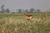 Male Lechwe