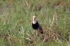 Long-toed Lapwing