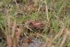 Eggs in a ground nest