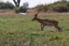 Got another male Lechwe jumping a channel!!