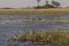Jacana