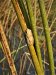 Very small reed frog...but so loud even at a distance!!
