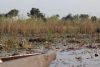 Views of the marsh