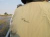 Mating dragonflies on John's back!!