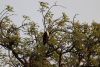 Fish Eagle
