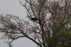 Eagle's nest