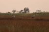 Wattled Cranes again early the next morning, Day 8, August 28