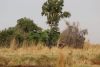Egyptian Goose