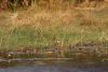 Jacana