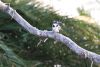 Pied Kingfisher