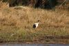 African Sacred Ibis