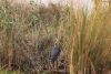 Blue Heron