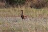 Spur-winged Goose