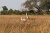 Gorgeous Waddled Cranes
