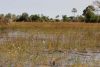 Jacana