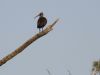 Hadada Ibis