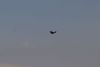 Fish Eagle