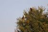 Fish Eagles