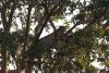 Leopard in a tree....what a beautiful sighting!!