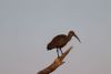 Ibis again