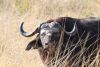 Mean looking Cape Buffalo