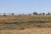 Big herd of Lechwe